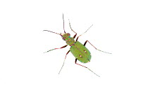 Green tiger beetle (Cicindela campestris) Tartumaa, Estonia, May