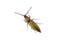 Click beetle {Ctenicera / Corymbites pectinicornis} beetle, male, Alum-Pedja nature reserve, Tartumaa, Estonia, May  meetyourneighbours.net project