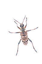 Longhorn beetle (Rhagium mordax) Tartumaa, Estonia, May  meetyourneighbours.net project