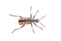 Longhorn beetle (Rhagium mordax) Tartumaa, Estonia, May  meetyourneighbours.net project