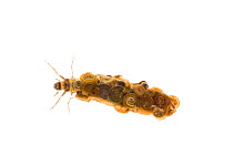Caddis fly (Limnephilus sp) larvae with case constructed from snail shells, Tartumaa, Estonia, May