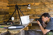 Jaanus Jarva photographing Smooth newt in Niall Benvie's make-shift studio, Alam-Pedja Nature Reserve, Tartumaa, Estonia, May