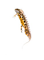 Smooth newt (Triturus vulgaris) male, swimming showing underside, Alam-Pedja nature reserve, Tartumaa, Estonia, May