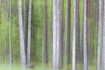 Aristic impression of Silver birch (Betula pendula)  and Scots pine (Pinus sylvestris) forest in spring, Alam-Pedja nature reserve, Tartumaa, Estonia, May