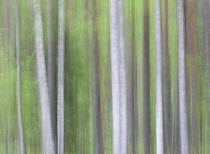 Artistic impression of Silver birch (Betula pendula) and Scots pine (Pinus sylvestris) forest in spring, Alam-Pedja nature reserve, Tartumaa, Estonia, May
