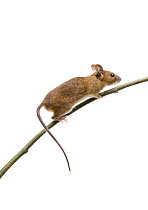 Male Yellow necked mouse (Apodemus flavicollis) standing on twig, Kent, England, May Captive