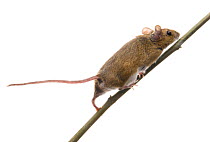 Male Wood mouse (Apodemus sylvaticus) walking along twig, Kent, England, May Captive