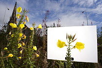 Large flowered Evening primroses (Oenothera sp) in flower against white background sheet, about to be photographed in outdoor studio set up in the field, Dundee, Scotland