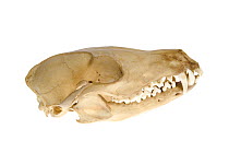 Skull of Red fox (Vulpes vulpes) Barrack Street Museum, Dundee, Scotland