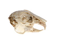 Skull of European rabbit (Oryctolagus cuniculus)  Barrack Street Museum, Dundee, Scotland