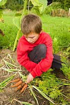 Boy in an allotment garden pulling up carrots he has grown, Carnoustie, Angus, Scotland, September