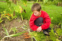 Boy in an allotment garden pulling up carrots he has grown, Carnoustie, Angus, Scotland, September