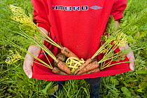 Boy in an allotment garden carrying vegetables he has grown in his jumper, Carnoustie, Angus, Scotland, September
