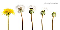 Dandelion (Taraxacum officinale) clocks / seedheads, Angus, Scotland, April, Digital composite  meetyourneighbours.net project