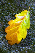 English / Pedunculate oak (Quercus robur) leaf on wet rocks, Aberfoyle, Stirlingshire, Scotland, September