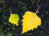 Silver birch (Betula pendula) fallen leaves, Inversnaid, Loch Lomond, Stirlingshire, Scotland, October