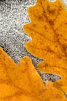 English / Pedunculate oak (Quercus robur) leaves encased in ice (studio) Inversnaid, Stirlingshire, Scotland, October
