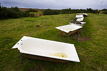 Old baths used to provide drinking water for Cattle with a person sitting in one and a cow in the distance, Red Point, Wester Ross, Scotland, October