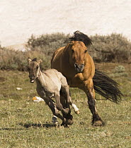 Mustang / wild horses, dun stallion drives grulla foal away, Pryor Mountains, Montana, USA
