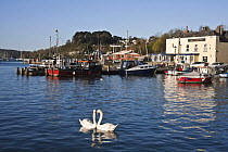 Two swans, Saltash waterfront in the early morning. Cornwall, UK. April 2009.