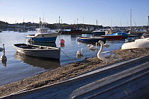 Upturned boat and swans on Saltash waterfront in the early morning. Cornwall, UK. April 2009.