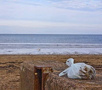 Dog faeces in bag left on Instow beach, North Devon, April 2009.