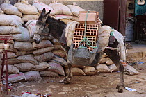 Donkey carrying bricks building material, Meknes, Morocco, March 2009