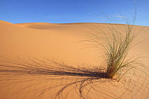 Grass growing in dunes, Erg Chebbi desert, Morocco, March 2009