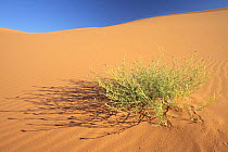 Plant growing in sand dunes, Erg Chebbi desert, Morocco, March 2009