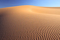 Dunes, Erg Chebbi desert, Morocco, March 2009