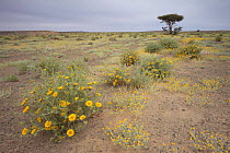 Plants growing in the Erg Chebbi desert, Morocco, March 2009