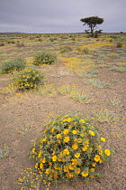 Plants growing in the Erg Chebbi desert, Morocco, March 2009