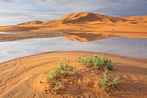 Seasonal spring-time lake in the Erg Chebbi desert, Morocco, March 2009