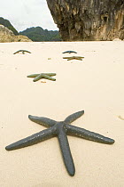 Blue starfish washed up on sand beach of one of Caramoan Peninsula's many islands, Phillipines.