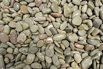 Pebbles on beach, Caramoan Peninsula, Philippines.