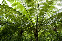 Tree ferns (Cyatheaceae) in the forest of Mount Isarog, Philippines.