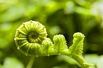 Fronds of a young fern unfurling, Philippines.