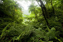 Ferns and Tree ferns in tropical rainforest, Philippines 2008