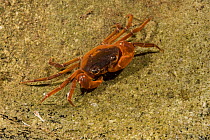 Bright red crab in Mount Isarog stream, Philippines.
