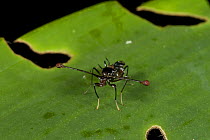 Stalk eyed fly (Diopsidae) on rainforest leaf, Philippines