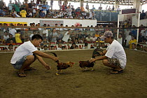 Men setting Roosters down to begin cockfighting, Phillipines. 2008