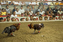 Spectators watching a cockfight, Philippines. 2008
