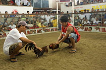 Men setting Roosters down to begin cockfight, Phillipines. 2008