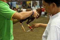 Men preparing rooster for cockfight, Philippines. 2009