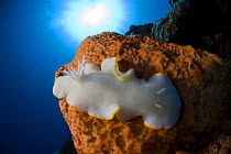 Nudibranch (Ardeadoris egretta) on sponge, Indo-pacific