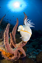 Nudibranch (Ardeadoris egretta) on a sponge, Indo-pacific