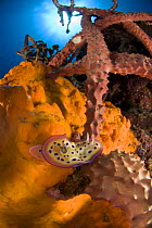 Nudibranch (Chromodoris kuniei) on a sponge, Indo-pacific