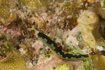 Sea slug {Thuridilla undula} Indo-pacific
