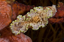 Girdled nudibranch (Glossodoris cincta) Indo-pacific
