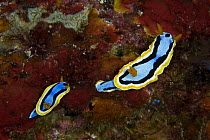 A pair of nudibranchs {Cromodoris annae} Indo-pacific